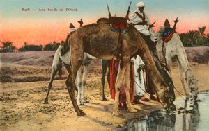 Chameaux buvant au bord de la rivière Oued, Algérie