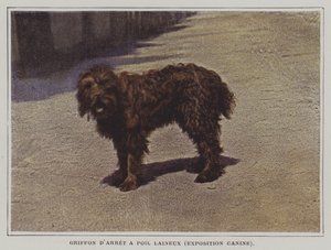 Griffon d