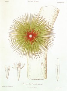 Une Broméliacée trouvée dans les Andes, de 