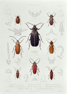 Une collection de coléoptères trouvés au Chili, illustration de 
