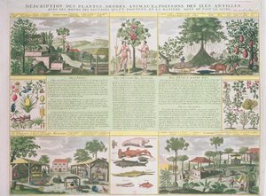 Description des plantes, arbres, animaux et poissons trouvés aux Antilles, illustration de Histoire Générale des Antilles Habitées par les Français Vol. 2 par Jean Baptiste Du Tertre (1610-1687)