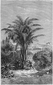 Un Gagouier de Guinée est un palmier de la tribu des calamees. Il est indispensable à la vie car il donne aux Africains du pain et du vin. Gravure dans « Le Journal de la Jeunesse »