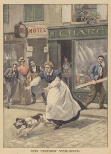 Un voleur canin