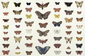 Un collage de papillons et de mites incluant le Camberwell Beauty, le British Swallowtail, le Scarce Swallowtail, le Peacock et le Small Tortoiseshell, c.1830