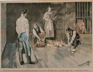 Un vétérinaire bandant la patte de la lionne Milady, vers 1898-99