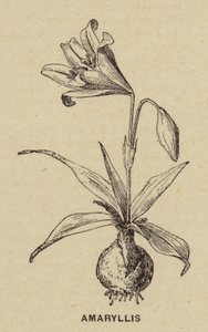 Amaryllis - French School