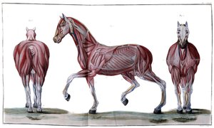 Anatomie du cheval : écorché, face et profil - "Cours d