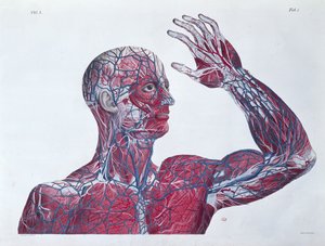 Anatomie de la tête et du bras humain, d