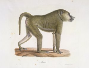 Anubis. Un babouin, de Histoire Naturelle des Mammifères