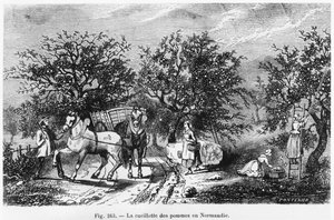 Cueillette de pommes en Normandie