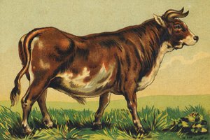 B comme Bœuf