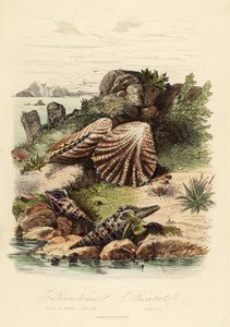 Babylon turrid, Turris babylonia, escargot de mer, Raphitoma echinata et palourde pattes de chaton, Plicatula gibbosa - French School