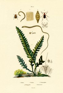 Coléoptère des abeilles