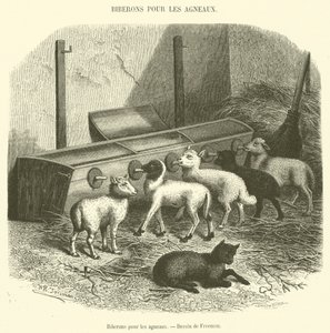 Biberons pour les agneaux