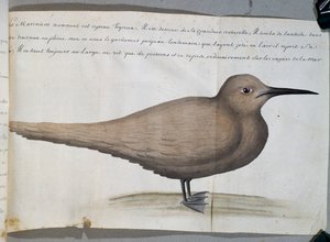 Oiseau appelé Foyroux (Sterne), Cap Frio, Brésil, aquarelle du journal de bord de Jacques Gouin de Beauchesne, capitaine de la Compagnie royale de la Mer du Sud, de 1698 à 1701, France