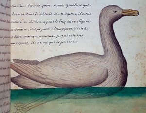 Oiseau appelé Goualent, détroit de Magellan, aquarelle du journal de bord de Jacques Gouin de Beauchesne, capitaine de la Compagnie royale de la Mer du Sud, de 1698 à 1701, France