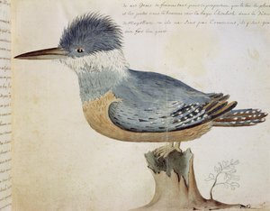 Oiseau, proche du geai de France, près du détroit de Magellan