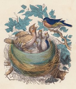 Oiseau nourrissant ses petits dans le nid - French School
