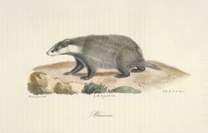 Blaireau, de Histoire Naturelle des Mammifères