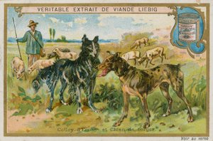 Border Collie et chien de berger