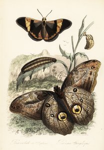Papillon Brassolis sophorae, chrysalide et chenille - French School