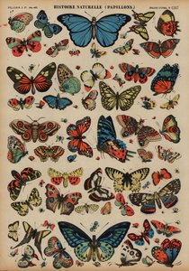 Papillons - French School