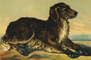 C comme Chien