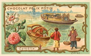 Camélia, Corée (chromolithographie)