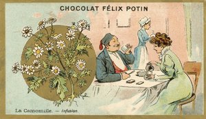 Camomille - thé