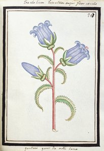 Campanule trachélie, c.1700