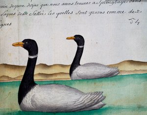 Bernaches du Canada, Springbaye, région des lacs salés, aquarelle du journal de bord - French School