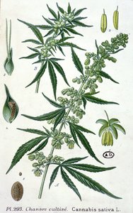 Cannabis sativa, planche botanique