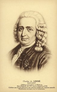 Carl Linné (1707-1778), botaniste et zoologiste suédois (litho)
