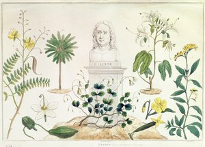 Carl von Linné (1707-78) entouré de certaines des plantes qu