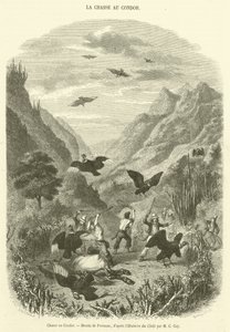 Chasse au Condor