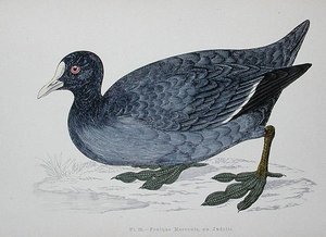 Foulque macroule, 2ème moitié du 19ème siècle