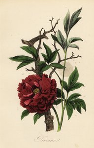 Pivoine commune, Paeonia officinalis, avec toile d