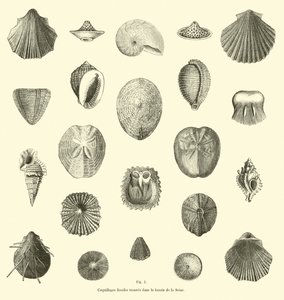 Coquillages fossiles trouvés dans le bassin de la Seine - French School