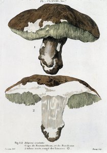 Cèpe de Fontainebleau et de Bordeaux - dans « Traité des champignons » par Jean Jacques Paulet