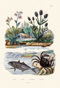 Crabe, 1833-39