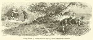 Culture du riz - French School