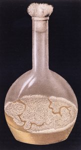 Culture de la tuberculose humaine, de La Tuberculose et son Bacile par Isidore Strauss, 1895 - French School