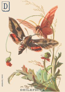 D: Deilephila (Deilephila elpenor ou Grand sphinx de la vigne)