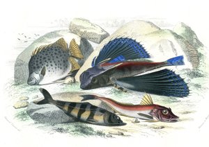 Dactyloptere pirapede (Dactylopterus pirapeda) poisson volant, Chetodon argus (scatophagus argus), centronote pilote (écheneis naucrate), Trigle Lyre (Genicanthus Melanospilos) - Planche extraite de l