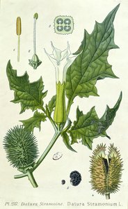 Datura stramonium, planche botanique