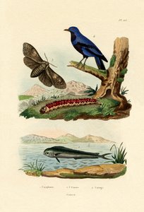Dorade coryphène