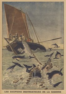 Dauphins perturbant la pêche aux sardines