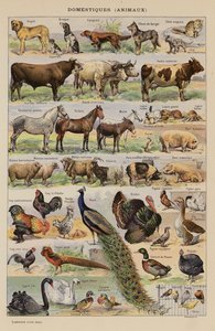 Domestiques, animaux