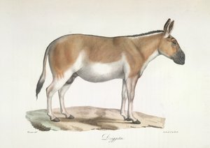 Dziggetai, tiré de Histoire Naturelle des Mammifères - French School