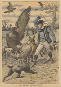 Aigles attaquant un troupeau de moutons en Bretagne (lithographie couleur)